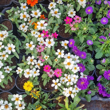 Zinnia 25 Plants
